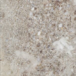 Панель композитная SPC 560х280х2,5 мм Stella Kerama глянцевая сахара 1,25 кв.м (8 шт.)